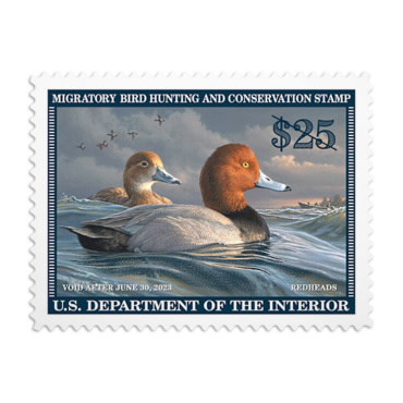《Redhead Duck》 邮票 2022-2023