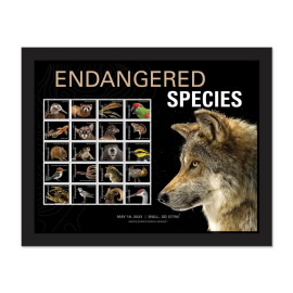 《Endangered Species》裱框邮票（墨西哥灰狼）