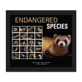 《Endangered Species》裱框邮票（黑足鼬）图像