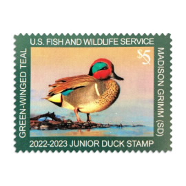 《Jr Duck Green-winged Teal》 2022-2023