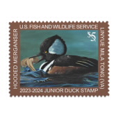 《Jr Duck Hooded Merganser》2023-2024 图像