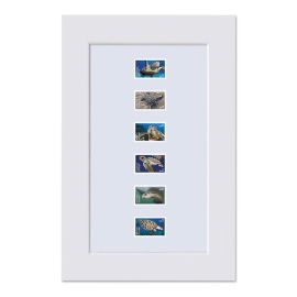 Protect Sea Turtles Matted Stamps