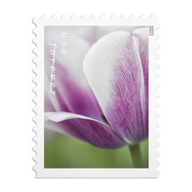 《Tulip Blossoms》邮票